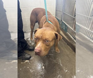 Mutt Dogs for adoption in San Bernardino, CA, USA
