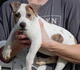 Bulloxer Dogs for adoption in Columbus, GA, USA