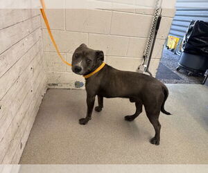 American Pit Bull Terrier Dogs for adoption in San Bernardino, CA, USA