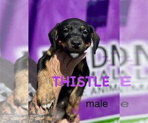 Mutt Dogs for adoption in Mooresville, NC, USA