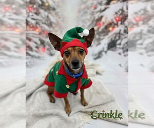 Chipin Dogs for adoption in Princeton, British Columbia, Canada