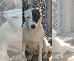 Labrador Retriever Dogs for adoption in columbia, SC, USA