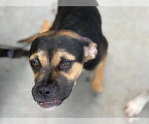 German Shepherd Dog-Unknown Mix Dogs for adoption in Tulsa, OK, USA