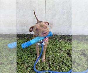 American Pit Bull Terrier Dogs for adoption in Vero Beach, FL, USA