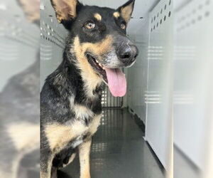 German Shepherd Dog-Unknown Mix Dogs for adoption in Stockton, CA, USA