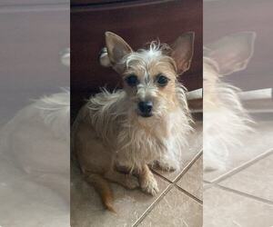 Cairn Terrier-Unknown Mix Dogs for adoption in Cranston, RI, USA