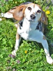 Beagle Dogs for adoption in Ashland, KY, USA