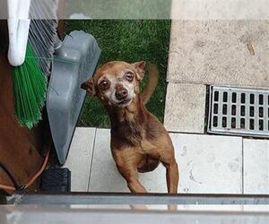 Chihuahua Dogs for adoption in Fort Lauderdale, FL, USA