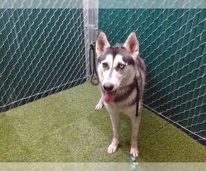 Siberian Husky Dogs for adoption in Downey, CA, USA