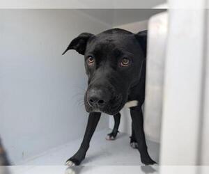 American Staffordshire Terrier-Labrador Retriever Mix Dogs for adoption in Houston, TX, USA