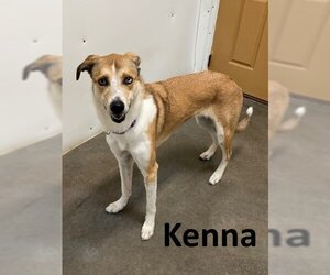 Carolina Dog-Unknown Mix Dogs for adoption in Mountain View, AR, USA