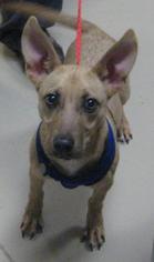 Medium Photo #1 Dachshund-Unknown Mix Puppy For Sale in Johnson City, TN, USA