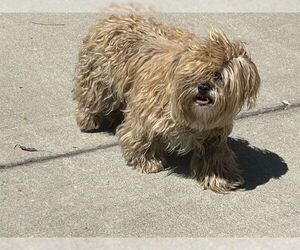 Shih Tzu Dogs for adoption in Rancho Cucamonga, CA, USA