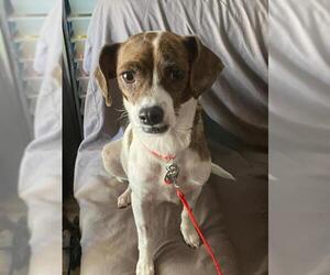 Beagle Dogs for adoption in Menifee, CA, USA