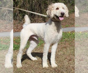 Goldendoodle Dogs for adoption in Prattville, AL, USA