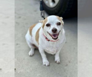 Chihuahua-Unknown Mix Dogs for adoption in Pensacola, FL, USA