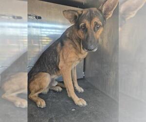 German Shepherd Dog-Unknown Mix Dogs for adoption in San Antonio, TX, USA
