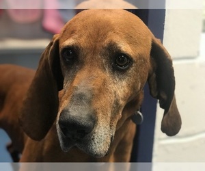 Redbone Coonhound Dogs for adoption in Hampton Bays, NY, USA