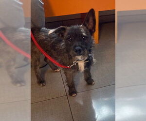 Border Terrier-Unknown Mix Dogs for adoption in Rancho Cucamonga, CA, USA