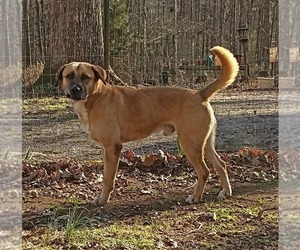 Medium Photo #1 Anatolian Shepherd Puppy For Sale in Westminster, MD, USA