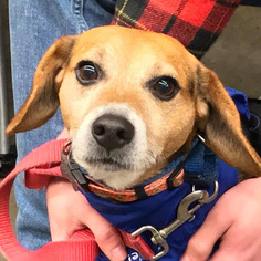 Beagle-Unknown Mix Dogs for adoption in Fairfax, VA, USA