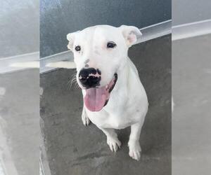 Bull Terrier-Labrador Retriever Mix Dogs for adoption in Baytown, TX, USA