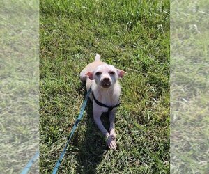 Chihuahua Dogs for adoption in Bolivar, MO, USA