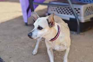 Chipin Dogs for adoption in Santa Monica, CA, USA