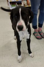 Lab-Pointer Dogs for adoption in Millville, UT, USA