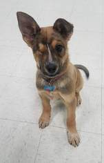 Medium Photo #1 German Shepherd Dog-Unknown Mix Puppy For Sale in Maple Grove, MN, USA