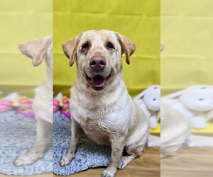 Labrador Retriever Dogs for adoption in Franklin, North Carolina, NC, USA
