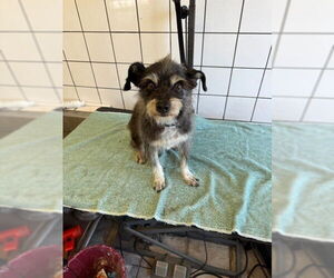 Miniature Schnauzer-Unknown Mix Dogs for adoption in Downey, CA, USA