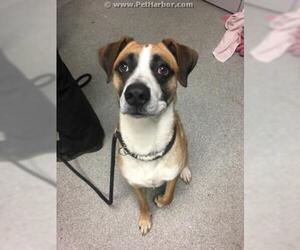 Boxer Dogs for adoption in Palmetto, FL, USA