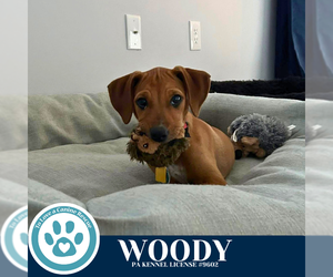 Labrador Retriever-Unknown Mix Dogs for adoption in Kimberton, PA, USA