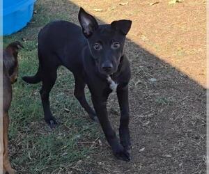 German Shepherd Dog Dogs for adoption in Bakersfield, CA, USA