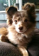 Pomeranian Dogs for adoption in Bellevue, WA, USA