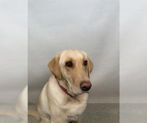 Labrador Retriever Dogs for adoption in Fort Collins, CO, USA