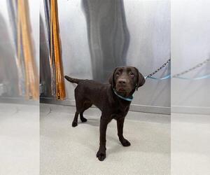 Labrador Retriever Dogs for adoption in Fairbanks, AK, USA