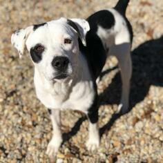 American Bulldog Dogs for adoption in Lucedale, MS, USA