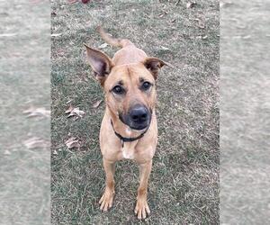German Shepherd Dog-Unknown Mix Dogs for adoption in Lee's Summit, MO, USA