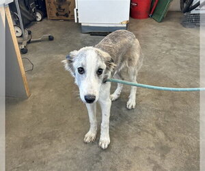 Mutt Dogs for adoption in Corona, CA, USA