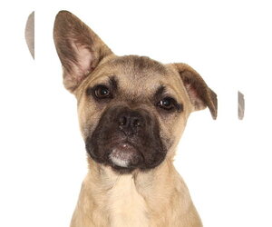 French Bulldog-Siberian Husky Mix Dogs for adoption in Oakland Park, FL, USA