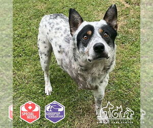 Mutt Dogs for adoption in Irvine, CA, USA