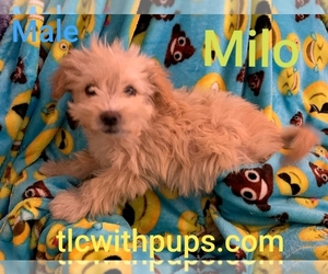 ShihPoo Dogs for adoption in Colton, CA, USA