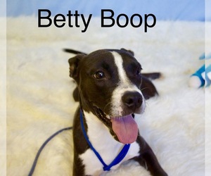Boston Terrier-Unknown Mix Dogs for adoption in Del Rio, TX, USA