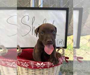 Bulldog-Labrador Retriever Mix Dogs for adoption in garner, NC, USA