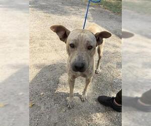 Labrador Retriever-Unknown Mix Dogs for adoption in Houston, TX, USA