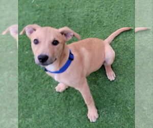 Labrador Retriever-Unknown Mix Dogs for adoption in Fairfax, VA, USA