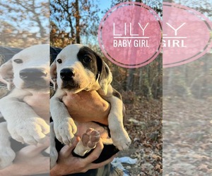 Mutt Dogs for adoption in Royal Palm Beach, FL, USA