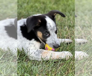 Australian Shepherd-Unknown Mix Dogs for adoption in Springdale, PA, USA